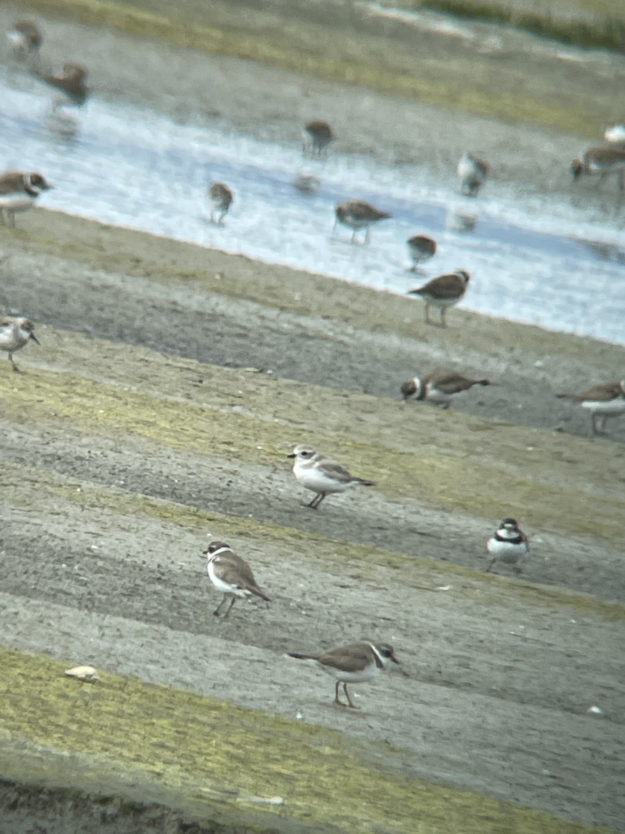 Piping Plover - ML616575329