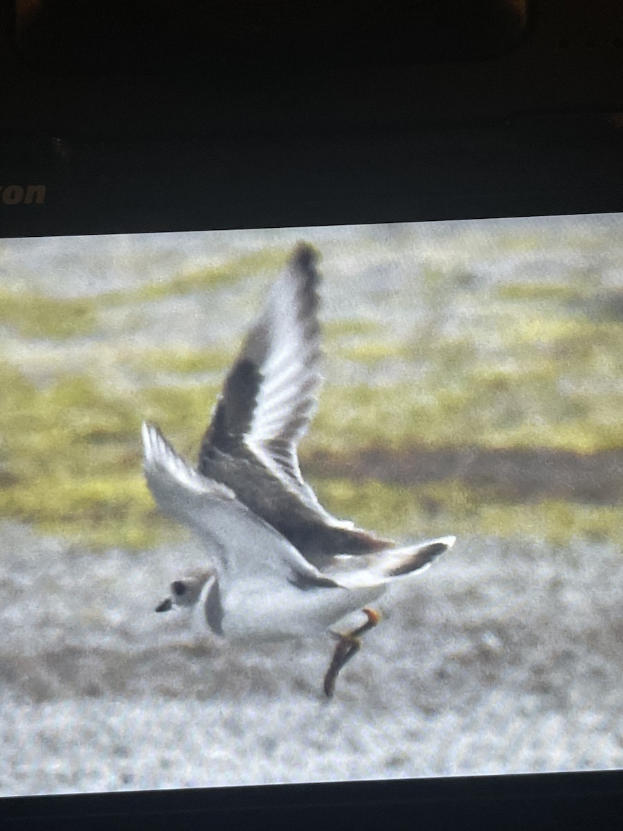 Piping Plover - ML616575330