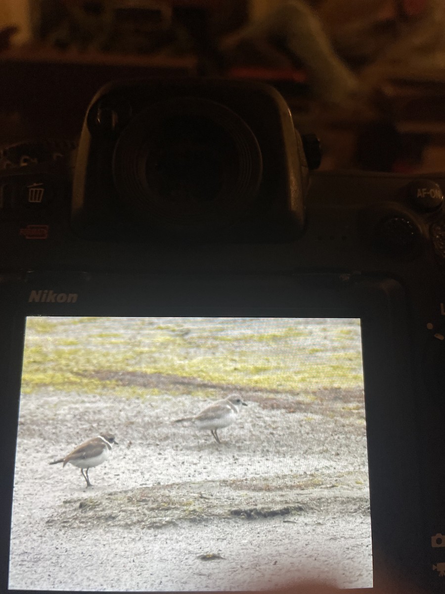 Piping Plover - ML616575331