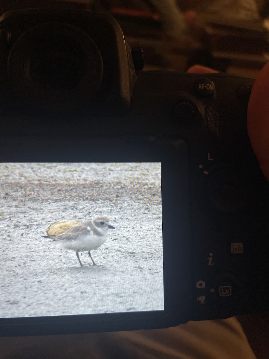 Piping Plover - ML616575334