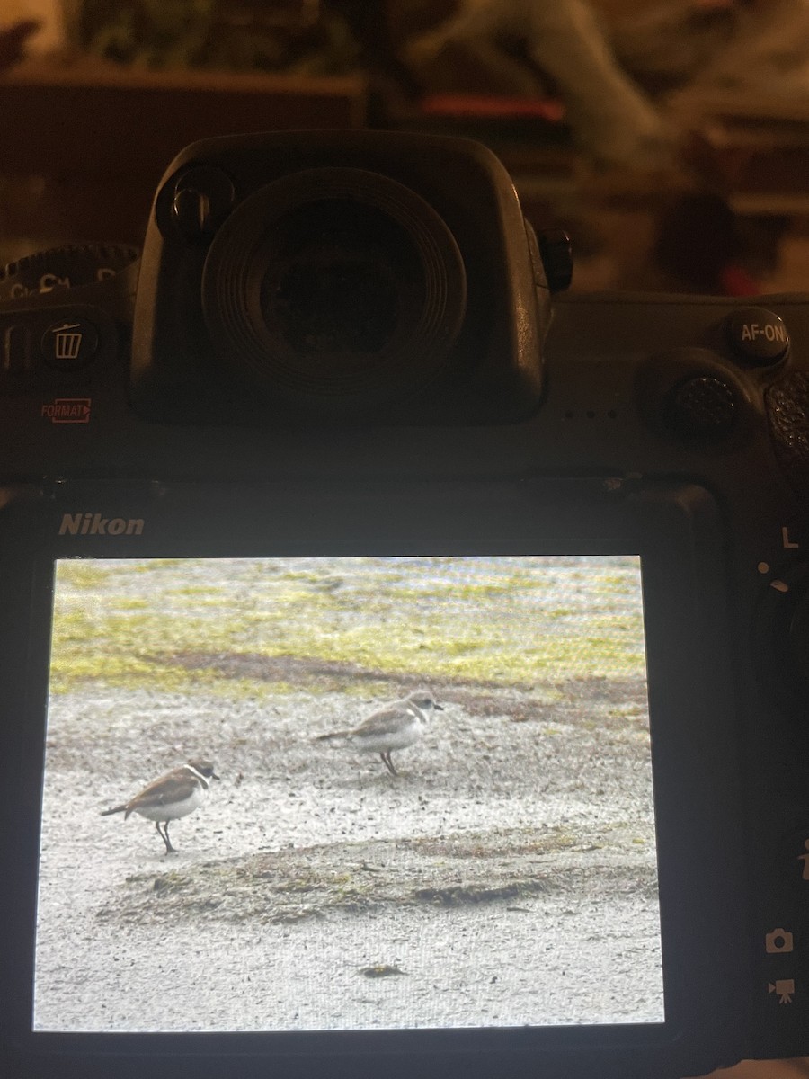 Piping Plover - ML616575335