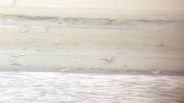 Piping Plover - ML616575344