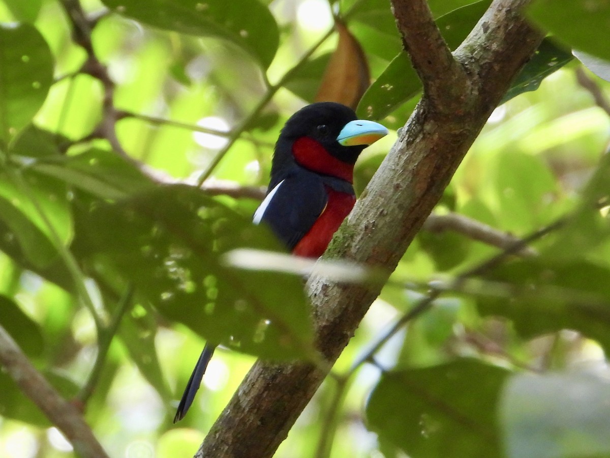 Black-and-red Broadbill (Black-and-red) - Joe Corcoran