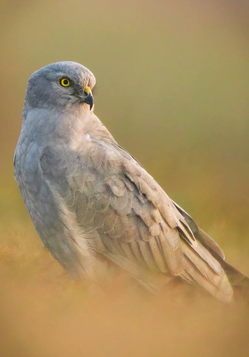 Montagu's Harrier - ML616575484