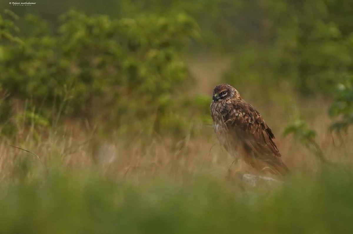 Pallid Harrier - ML616575504