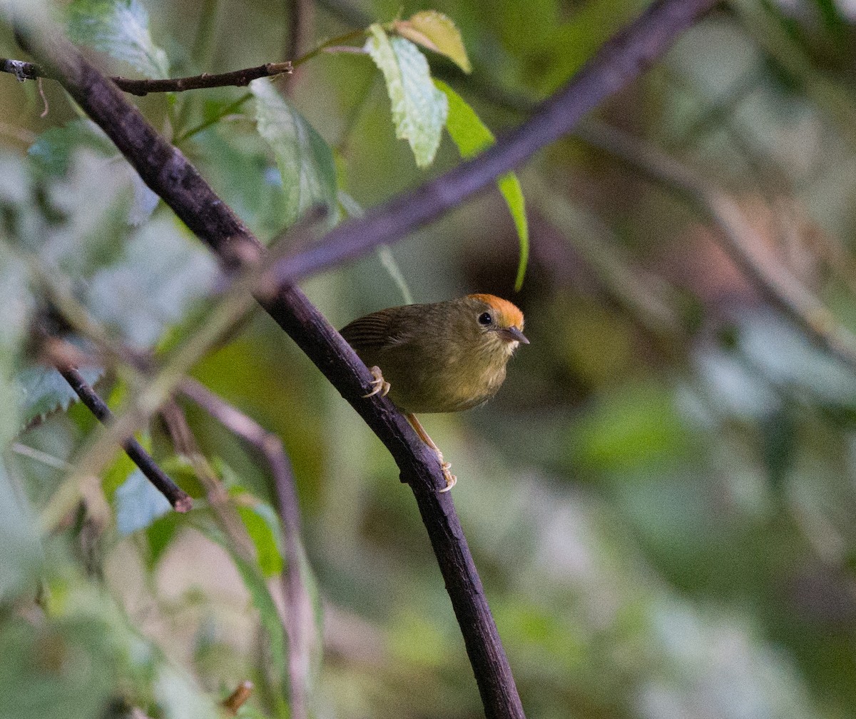 Rufous-capped Babbler - ML61657551