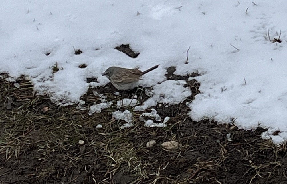 Sagebrush Sparrow - ML616575559