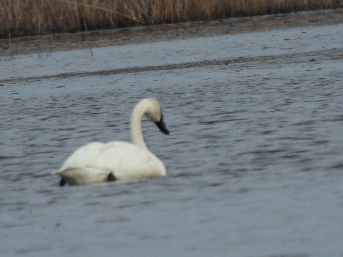 Tundra Swan - ML616575561