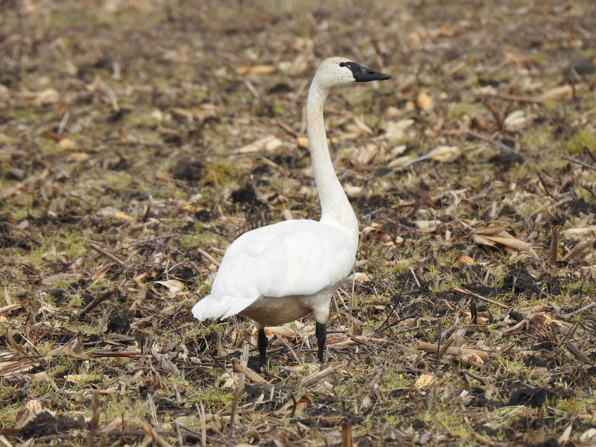 Tundra Swan - ML616575562