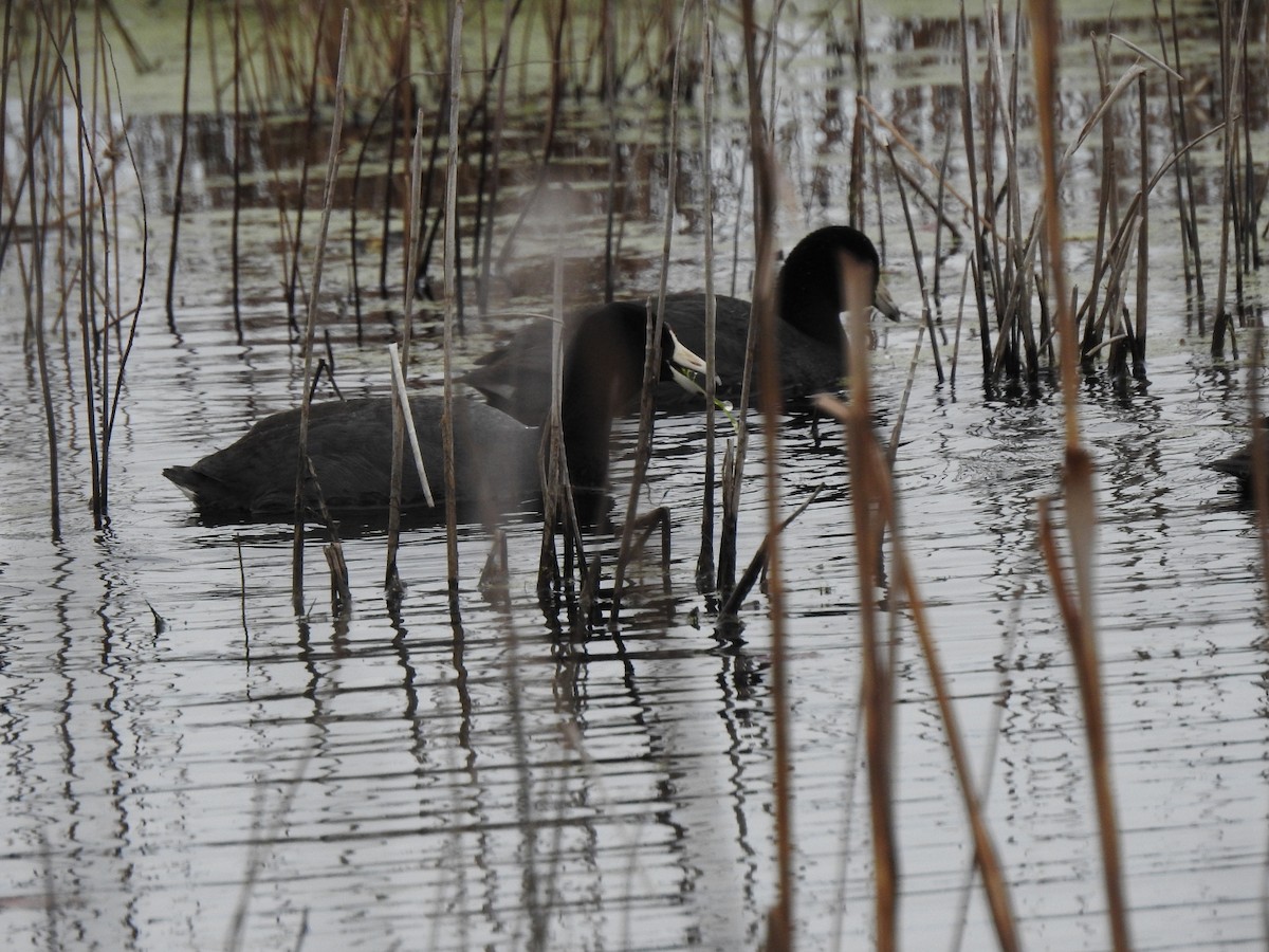 American Coot - ML616575592