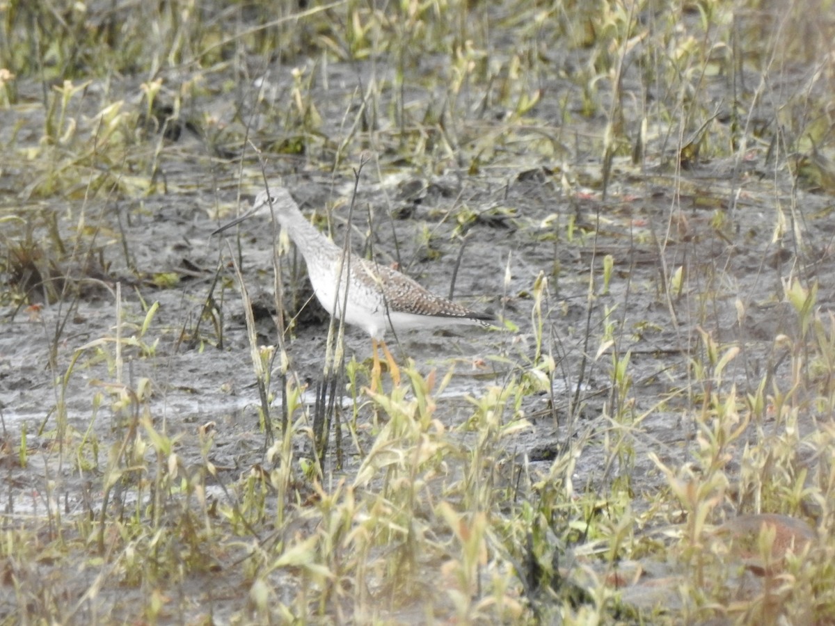 Greater Yellowlegs - robert lethco