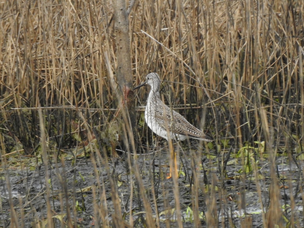 Greater Yellowlegs - ML616575611