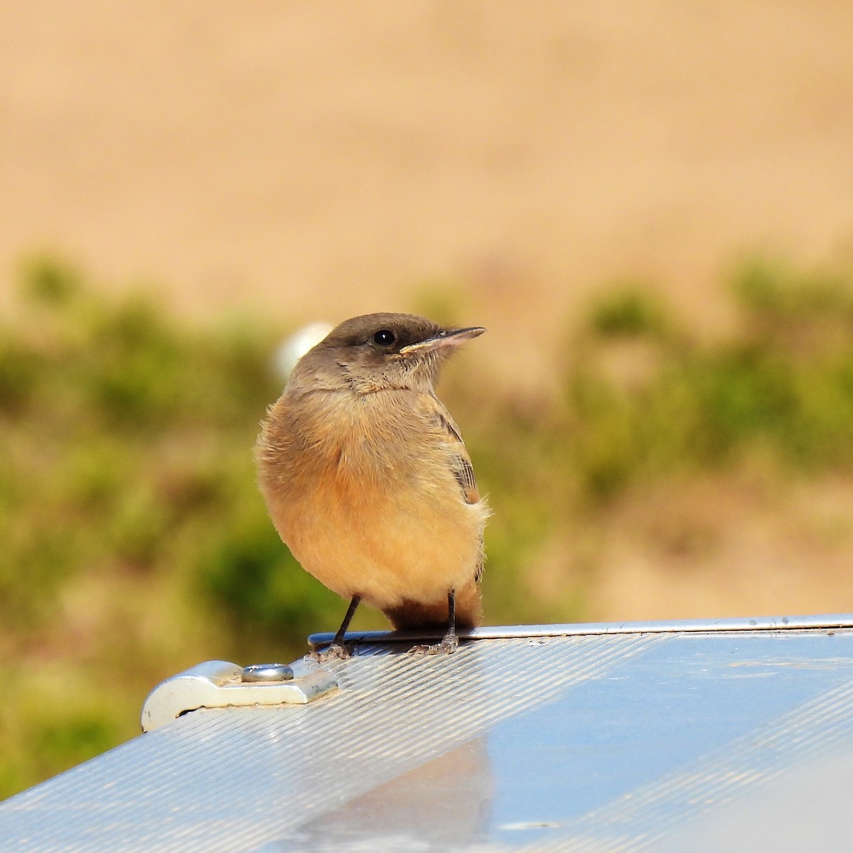 Say's Phoebe - ML616575665