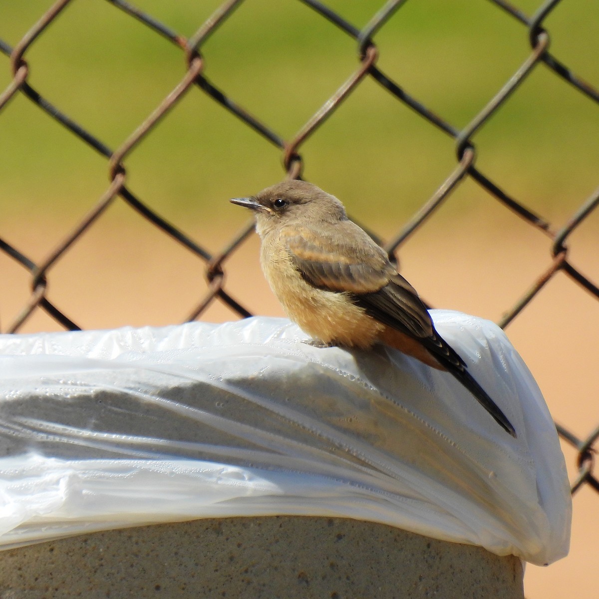 Say's Phoebe - ML616575666