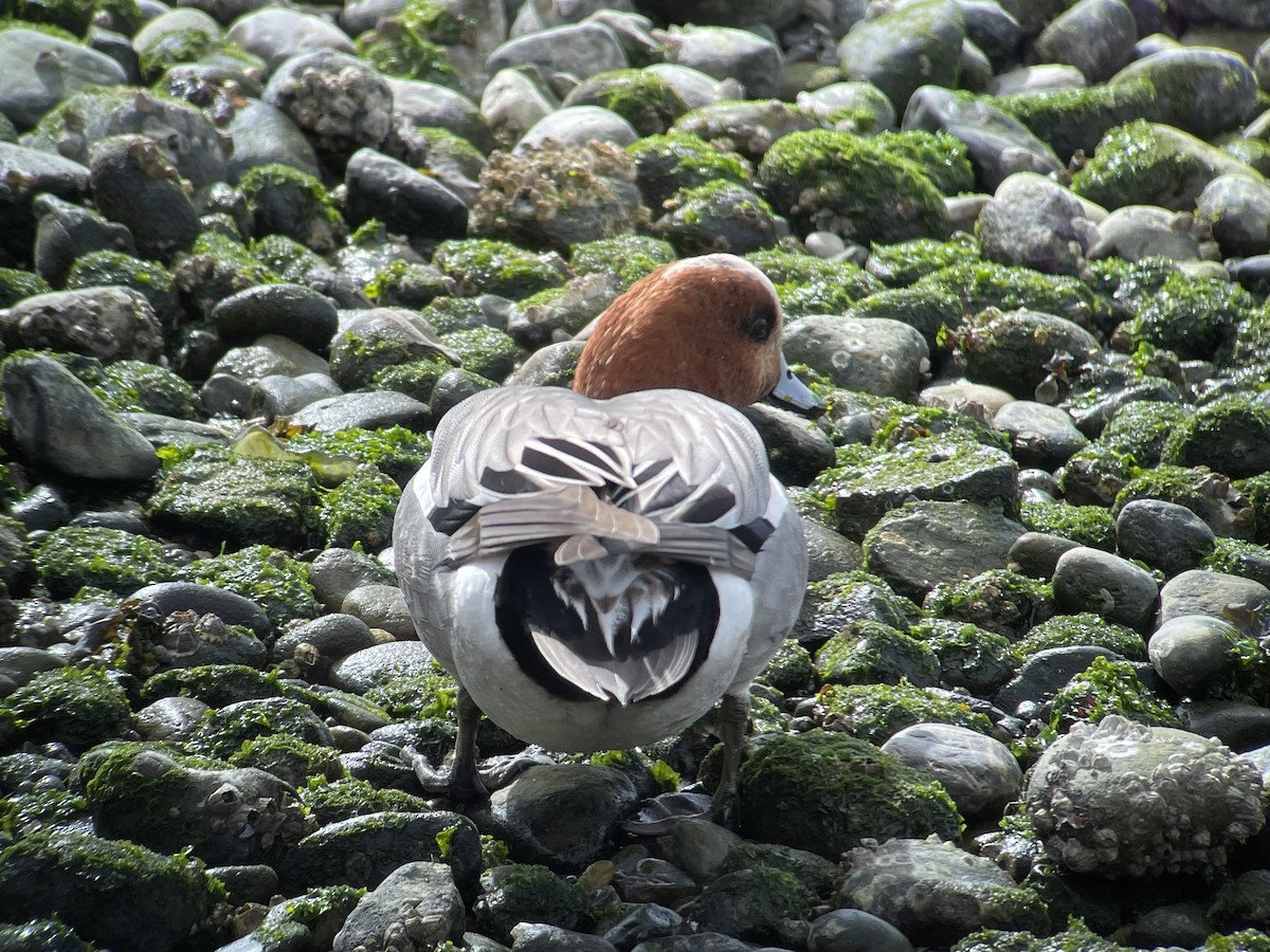 Eurasian Wigeon - ML616575695