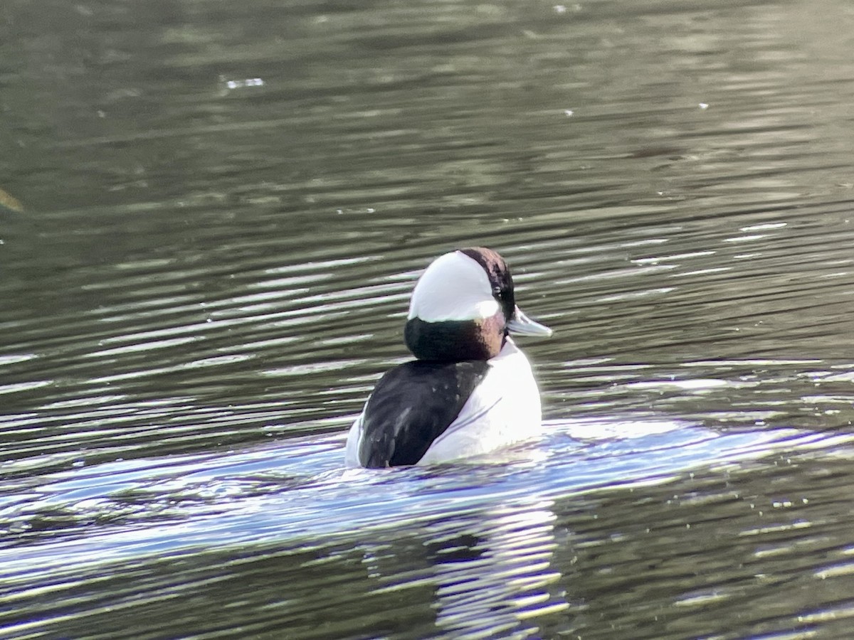 Bufflehead - Craig R Miller