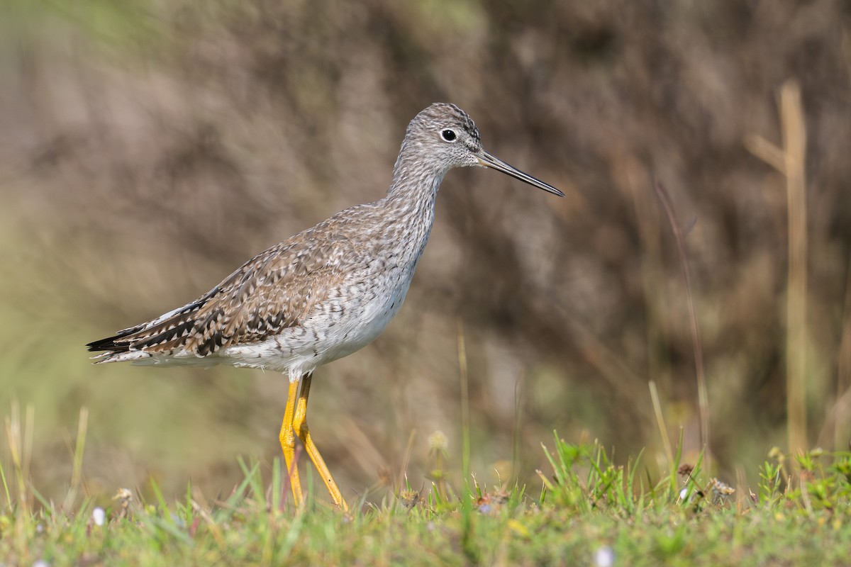 Greater Yellowlegs - Riley Metcalfe