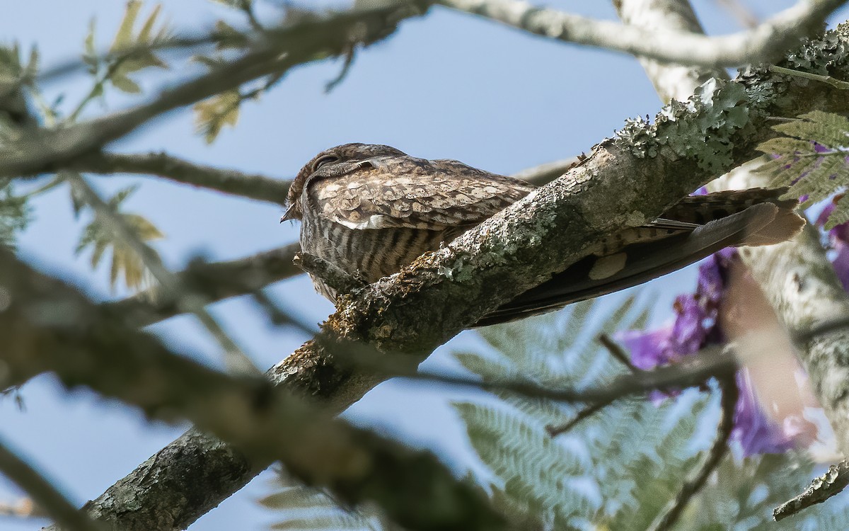 Common Nighthawk - ML616575746