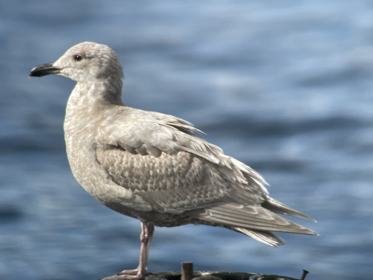 Glaucous-winged Gull - ML616575785