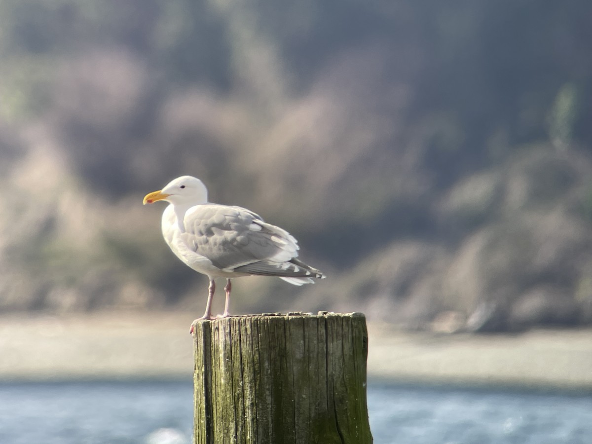 Glaucous-winged Gull - ML616575786