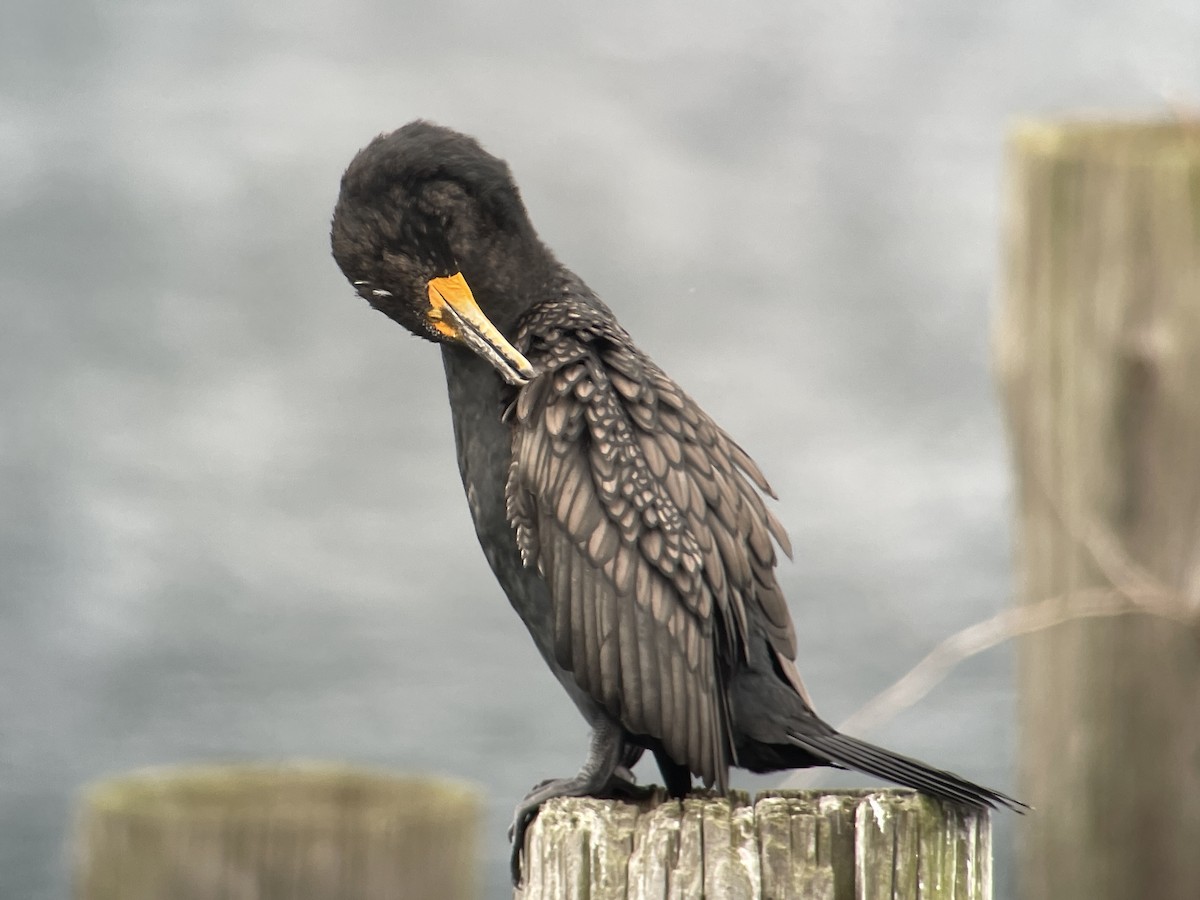 Double-crested Cormorant - Craig R Miller