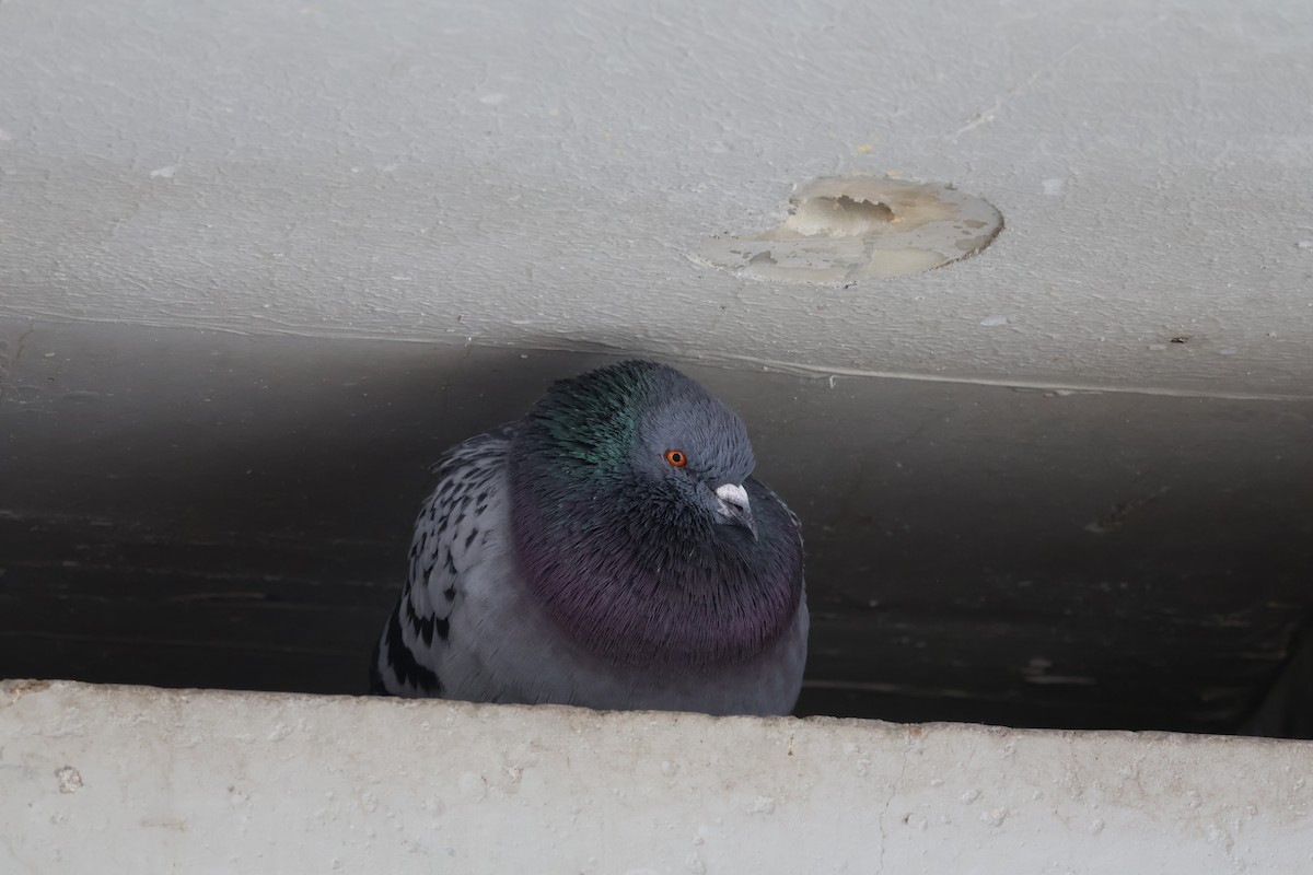 Rock Pigeon (Feral Pigeon) - ML616575807