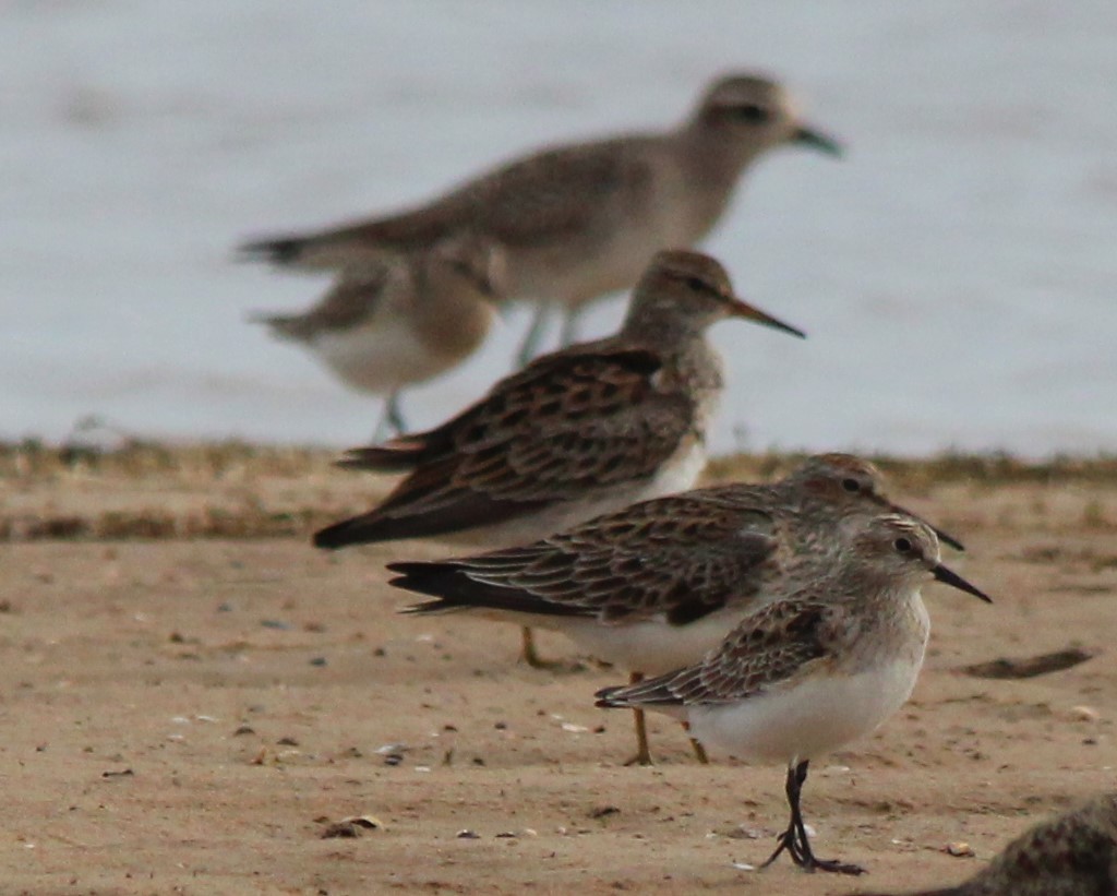 Baird's Sandpiper - ML616575845