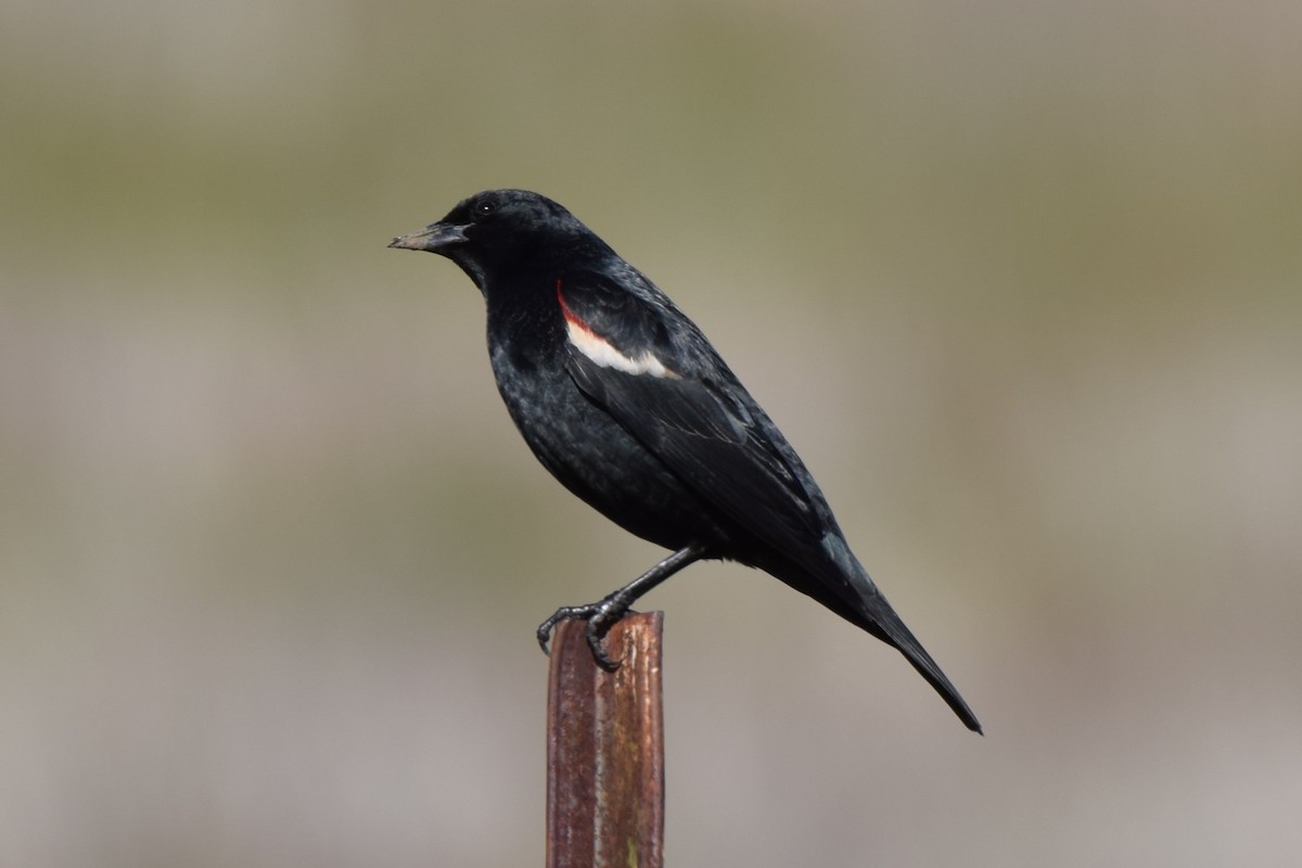 Tricolored Blackbird - ML616575886