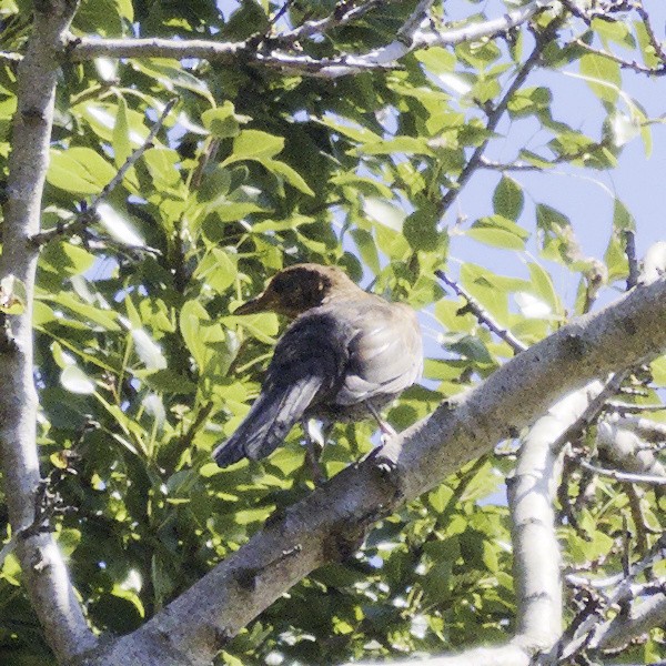 Eurasian Blackbird - ML616575888