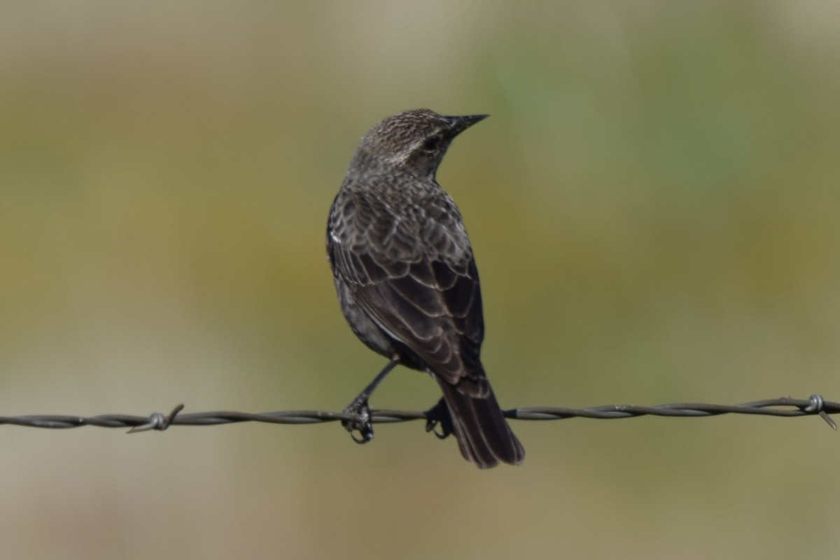 Tricolored Blackbird - ML616575901