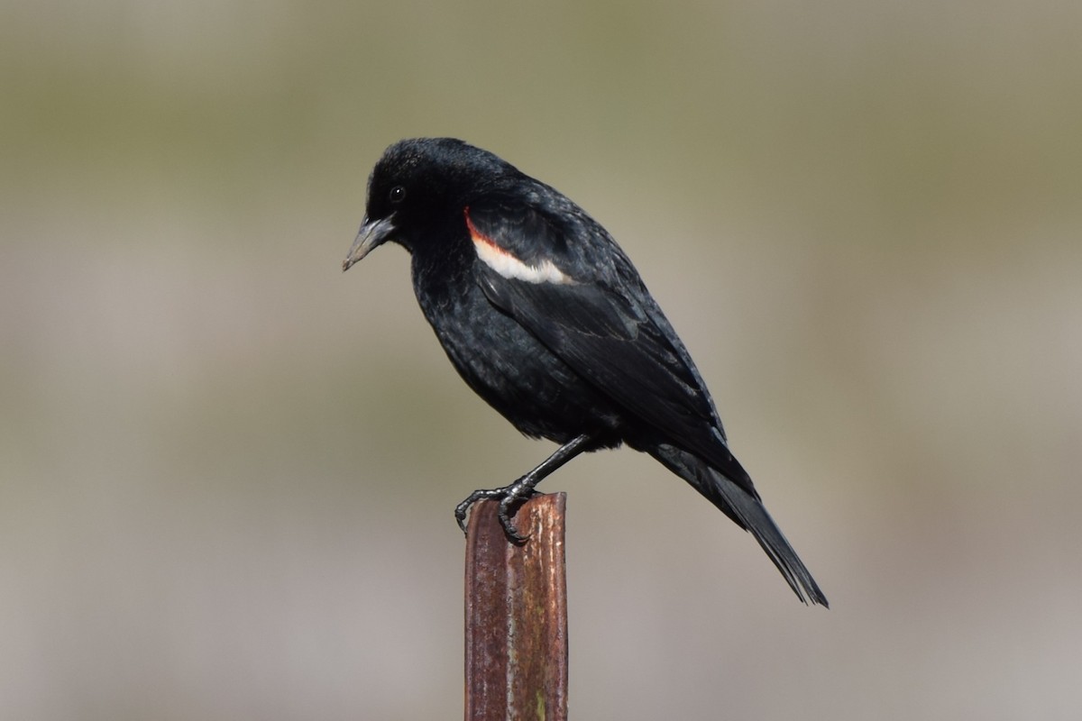 Tricolored Blackbird - ML616575902