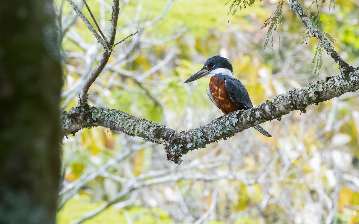 Ringed Kingfisher - ML616575907