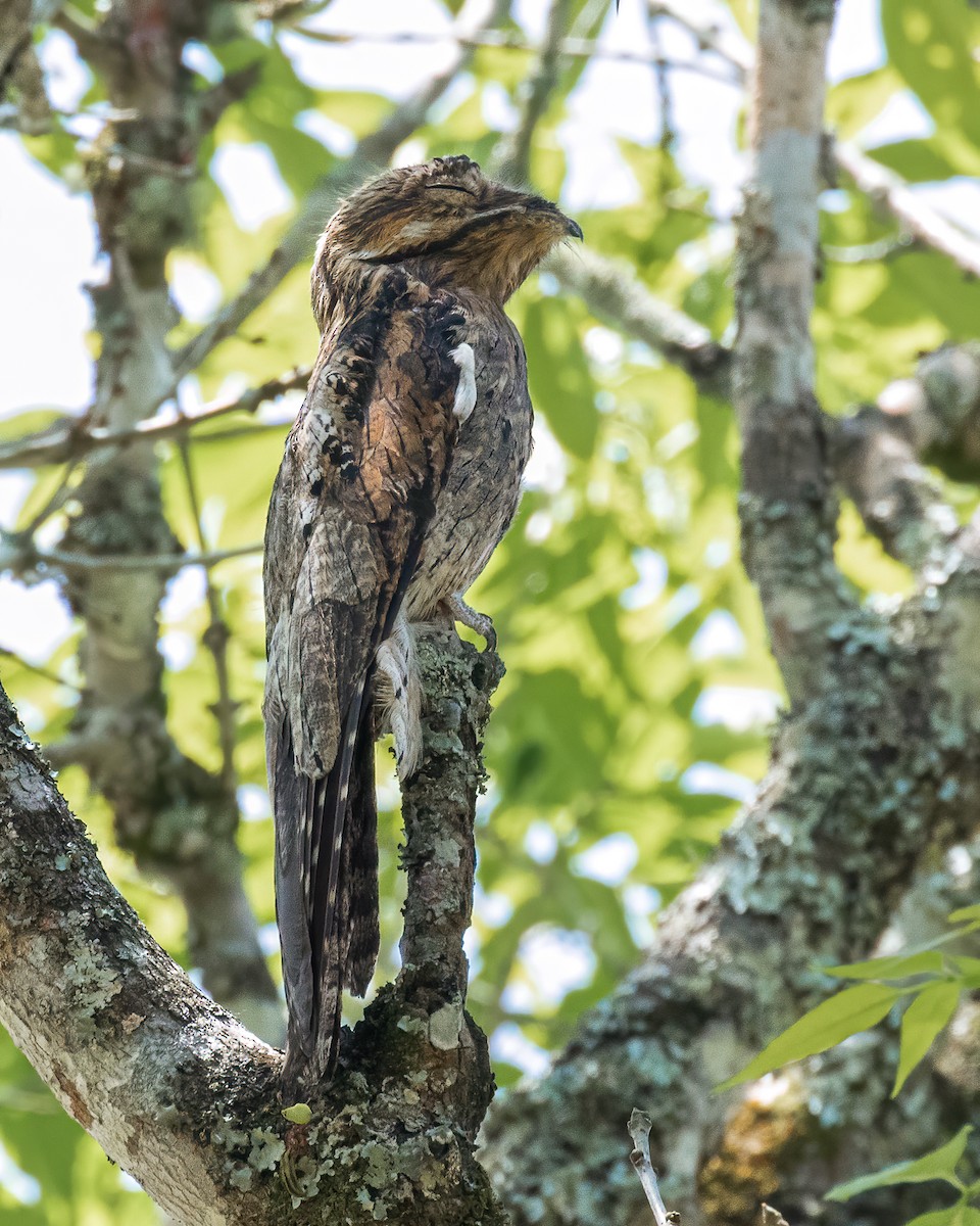 Common Potoo - David Monroy Rengifo