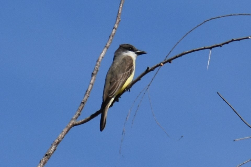 Thick-billed Kingbird - ML616575916