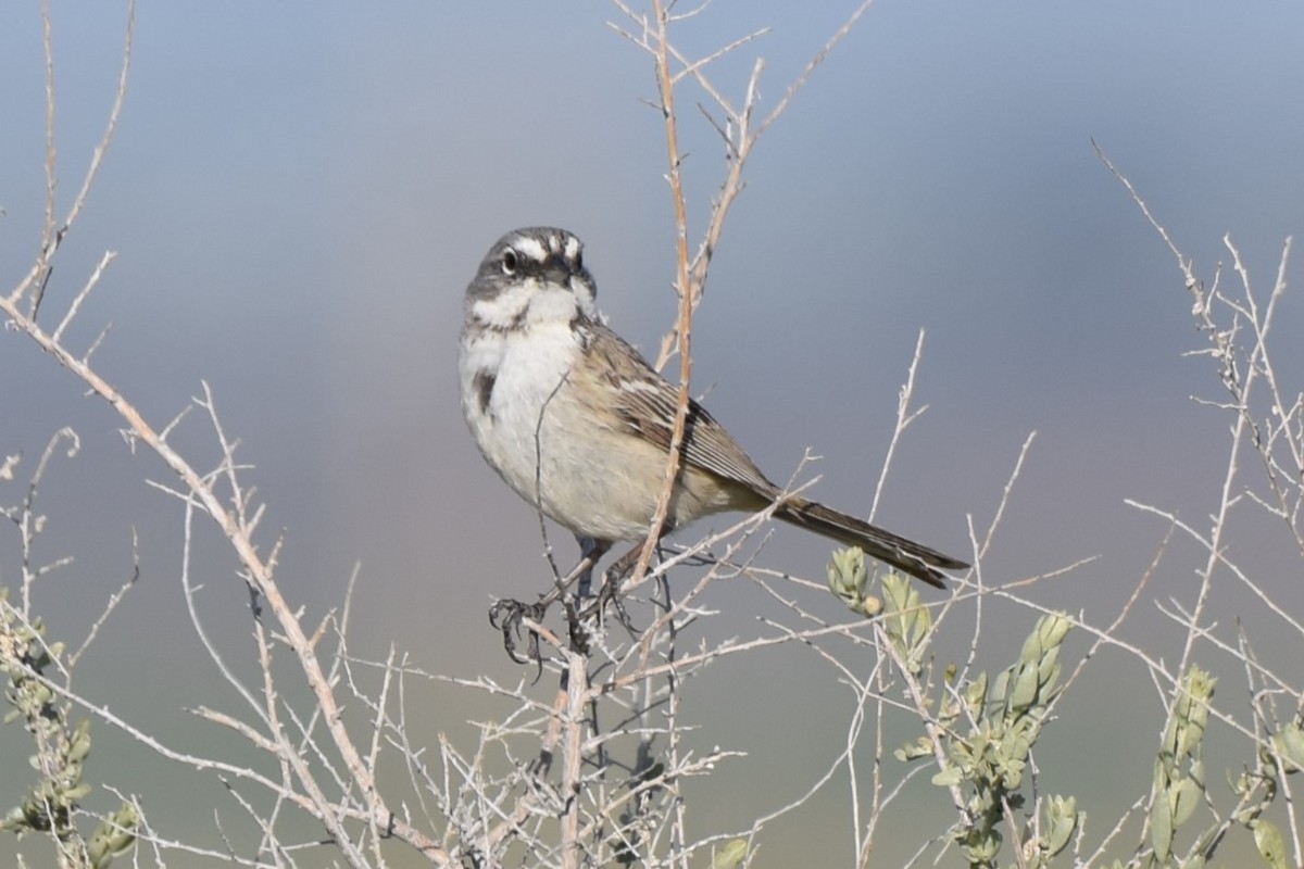 Bell's Sparrow - ML616575940