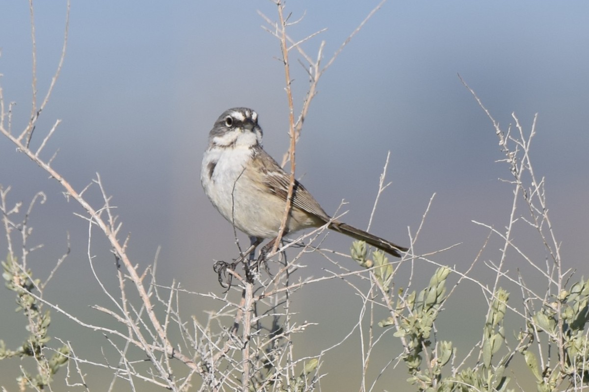 Bell's Sparrow - ML616575941