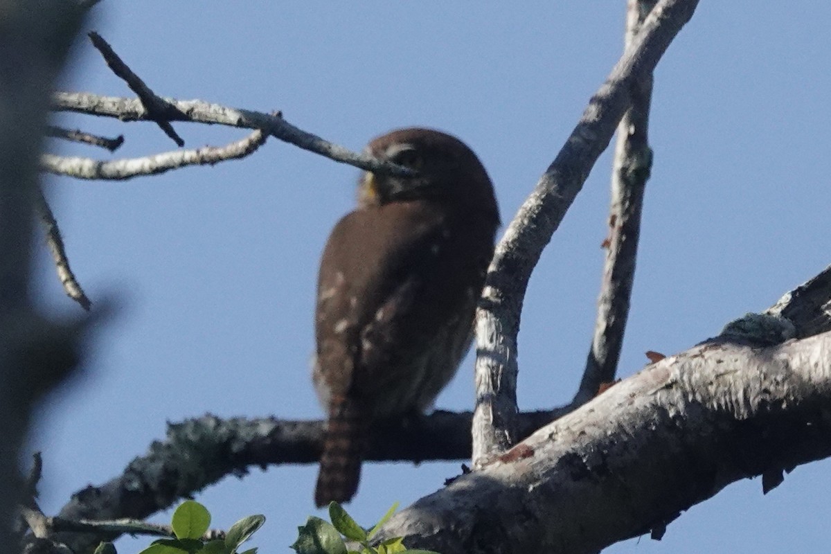 Chevêchette brune - ML616575959