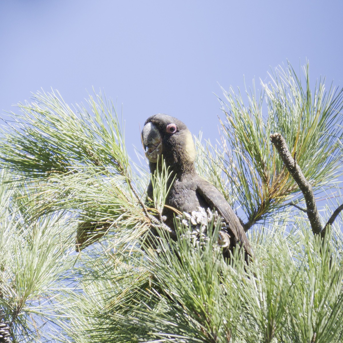 Yellow-tailed Black-Cockatoo - ML616575983