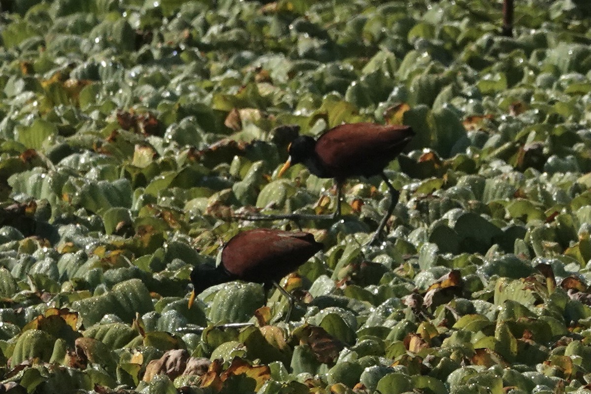 Jacana du Mexique - ML616575984