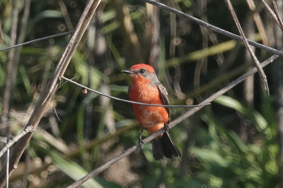 Vermilion Flycatcher - ML616575991