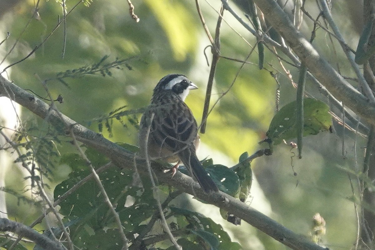 Stripe-headed Sparrow - ML616575993