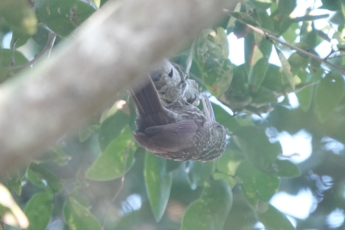 Ivory-billed Woodcreeper - ML616575996