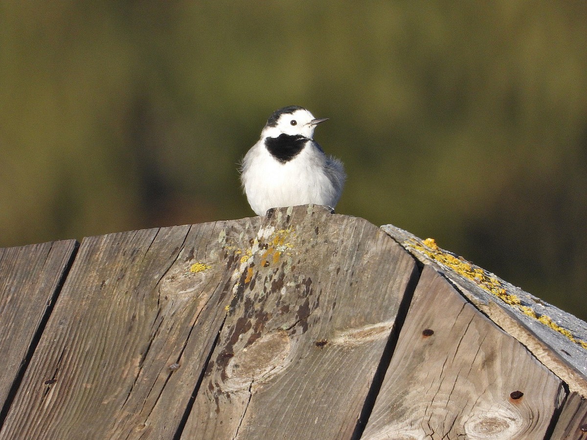 White Wagtail - Ivan V