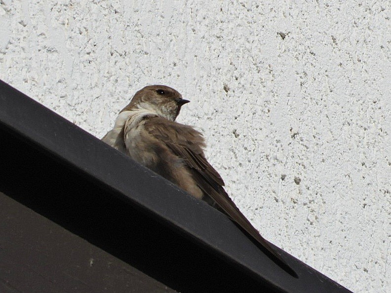 Eurasian Crag-Martin - ML616576016