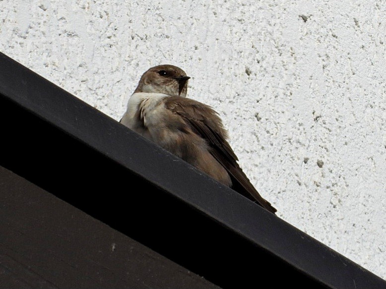 Eurasian Crag-Martin - ML616576017