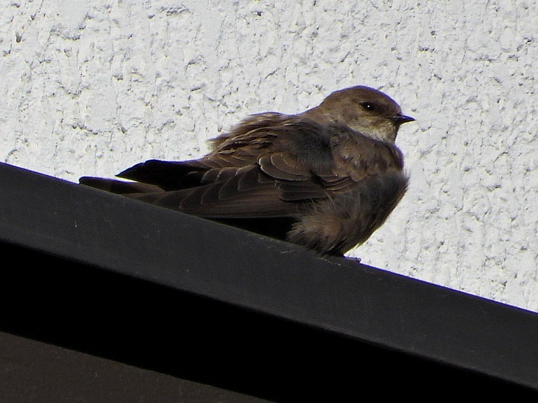 Eurasian Crag-Martin - ML616576021