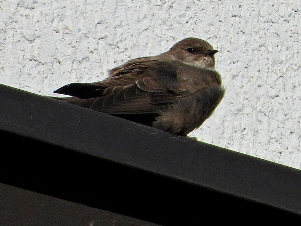 Eurasian Crag-Martin - ML616576022