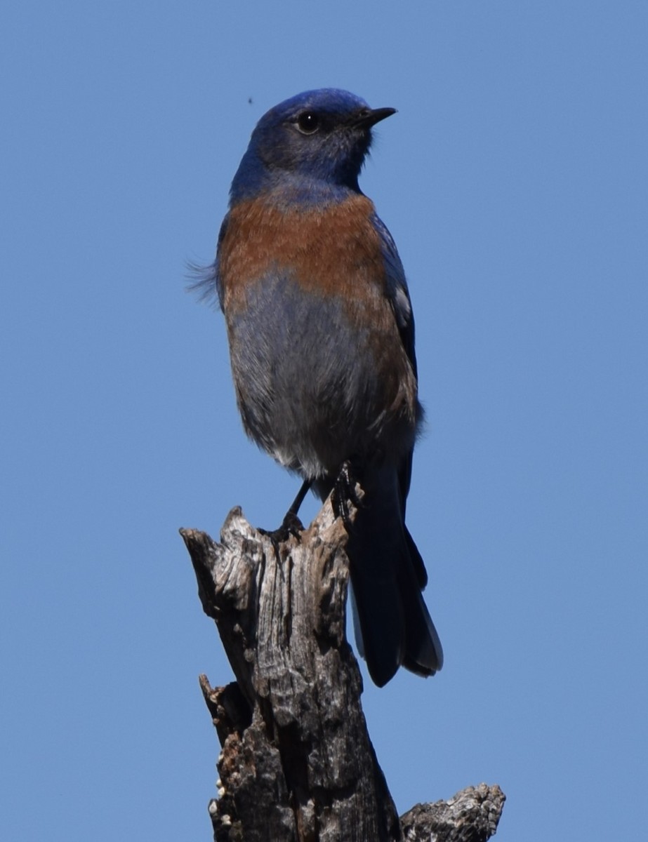 Western Bluebird - ML616576024