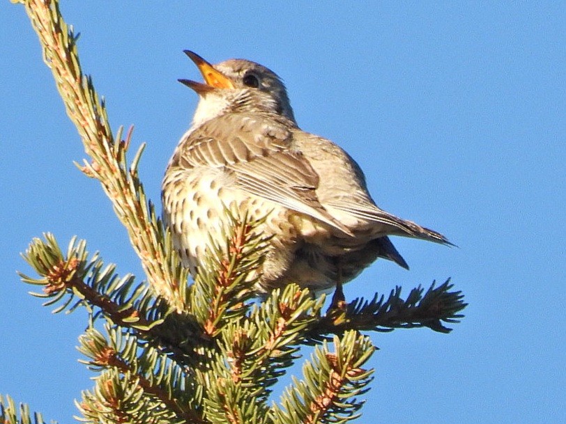 Mistle Thrush - ML616576032