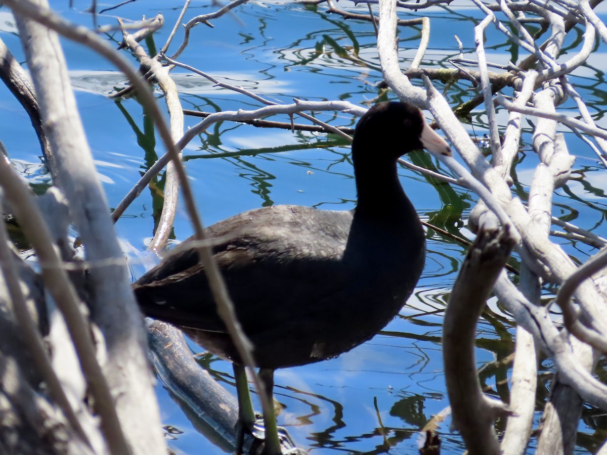 American Coot - ML616576033